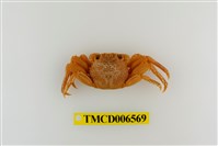 藏品(鱗形斜紋蟹)的圖片